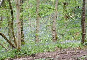 Bluebells